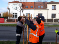 výsadba stromů ul. Pražská 2.jpg